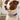 Pet Collars, Cute Collars, Personalization Collars, Reflective Collars, Harnesses