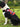 Petopt Dog Explosion-Proof Chest Back Golden Retriever/Border Collie Corgi Vest Hand Holding Rope Adjustable Medium and Large Chest Back