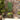 Outsunny Wooden Raised Garden Bed with Trellis, 57" Freestanding Corner Planter Box for Vine Plants Flowers Climbing
