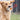 Pet dog fun vocal toy